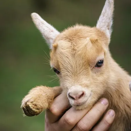 Residencia Iris بيت ضيافة جيريز