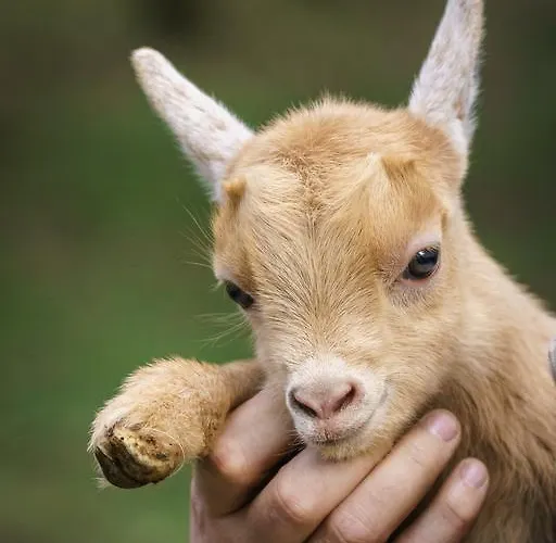 Residencia Iris Pensjonat Geres